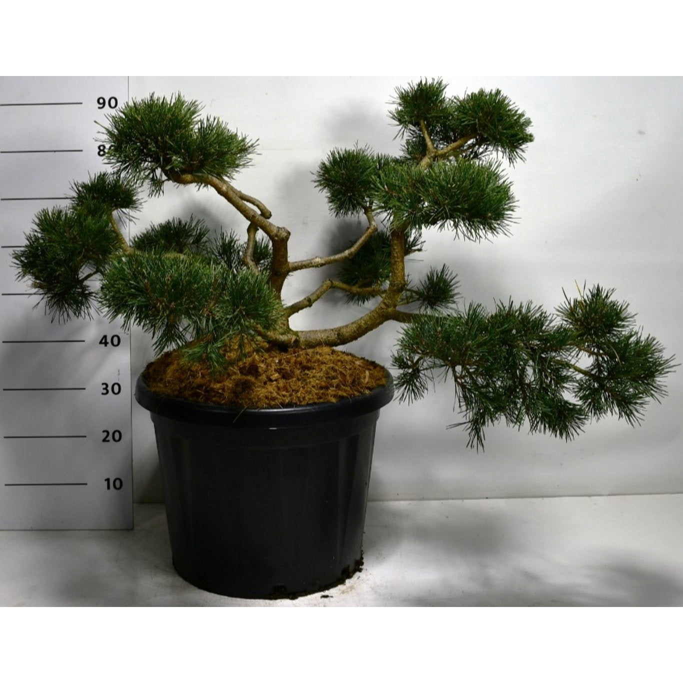 Tall – Pinus sylvestris 'Repens' - 70-80 CM Bonsai Cont.
